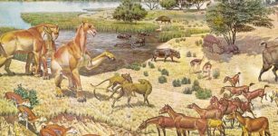 Illustrator Jay H. Matternes captured a scene from the Miocene Period as an ancient species of horse called Parahippus, lower right, interacts with other carnivores and herbivores of the time. Illustration/Jay H. Matternes/U.S. Department of the Interior/Wikimedia Commons