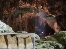 callao cave new species