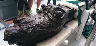 The wooden monster was brought to the Danish National Museum in 2016, where archaeologists and conservationists analysed the wood for traces of paint. (Photo: Johan Rönnby, Södertörn University)