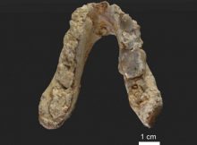 The lower jaw of the 7.175 million year old Graecopithecus freybergi (El Graeco) from Pyrgos Vassilissis, Greece (today in metropolitan Athens). Credit: Wolfgang Gerber, University of Tübingen