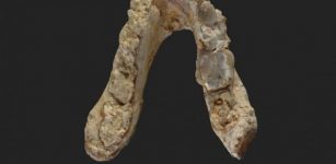 The lower jaw of the 7.175 million year old Graecopithecus freybergi (El Graeco) from Pyrgos Vassilissis, Greece (today in metropolitan Athens). Credit: Wolfgang Gerber, University of Tübingen