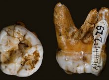The molar found in the Denisova cave, as seen from above and the side. Photo: courtesy David Reich/Nature