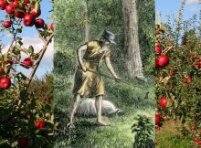 Legendary Johnny Appleseed Who Planted Apple Trees Across North America