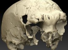 A virtual reconstruction of the Aroeira 3 cranium in paleoanthropology research center in Madrid, Spain. Credit: Rolf Quam