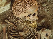 Skeleton of a man discovered at Arene Candide. The man's head head was surrounded by hundreds of perforated shells