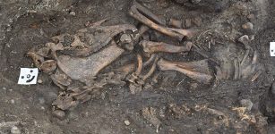 The skeleton of a horse found in one of the graves. Photo: Arkeologerna Statens historiska museer