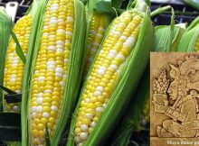 Maize-based diet of Maya