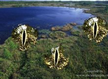 Mysterious Okefenokee Swamp - Fearsome Aerial Beings And Giant Skeletons In Georgia