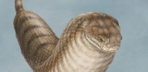 Is The Legendary Tsuchinoko Real?