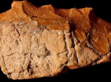 Traces of early humans found in southern Iran