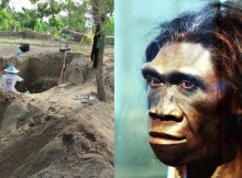 Last Homo Erectus Lived 117,000 Years Ago At Ngandong