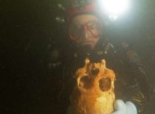 Unusual Ancient Skull Found In Chan Hol Underwater Cave Reveals Early American Settlers Were Morphologically Different