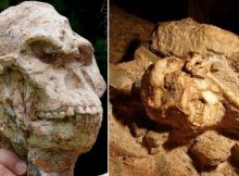 Skull Reveals Little Foot Was Capable Of Different Head Movements Than Modern Humans