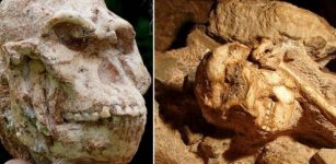 Skull Reveals Little Foot Was Capable Of Different Head Movements Than Modern Humans