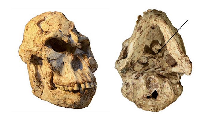 Skull Reveals Little Foot Was Capable Of Different Head Movements Than Modern Humans
