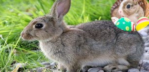 Once Brown hares were treated as gods