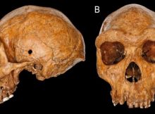 The Broken Hill (Kabwe 1) skull is one of the best-preserved fossils of Homo heidelbergensis. Credit: Natural History Museum London.