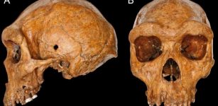 The Broken Hill (Kabwe 1) skull is one of the best-preserved fossils of Homo heidelbergensis. Credit: Natural History Museum London.