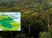 Amazonian biodiversity