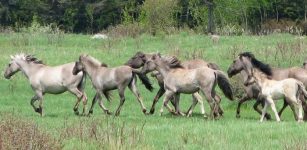 Herd of Sorraia , Portuguese breed whose primitive type is also close to the first domestic horses.