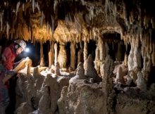 Researchers sampled this 50-cm long stalagmite in the Pozzo Cucù cave, in the Castellana Grotte area (Bari) and they carried out 27 high-precision datings and 2,700 analyses of carbon and oxygen stable isotopes. Photo: O. Lacarbonara