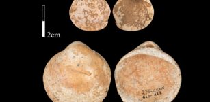 Shells from Qafzeh Cave on which use-wear was studied. Credit: Bar-Yosef Mayer et al, 2020