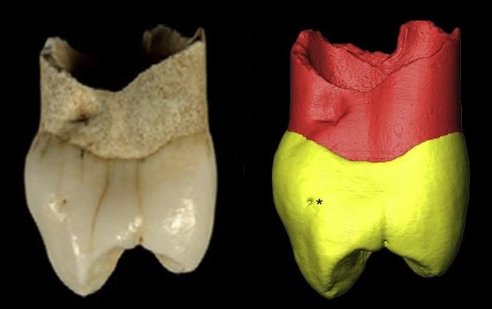 A human tooth discovered in 1999 in a cave called Wezmeh near Kermanshah, west of Iran, showed that this tooth that previously thought to be modern human in fact belongs to a Neanderthal child.
