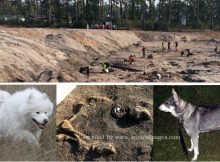 Unique 8,400-Year-Old Burial Of A Dog Different From Modern Dogs Discovered In Sweden