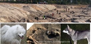 Unique 8,400-Year-Old Burial Of A Dog Different From Modern Dogs Discovered In Sweden