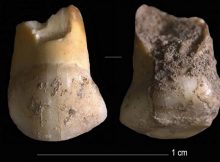 Neanderthal milk tooth found in Italy