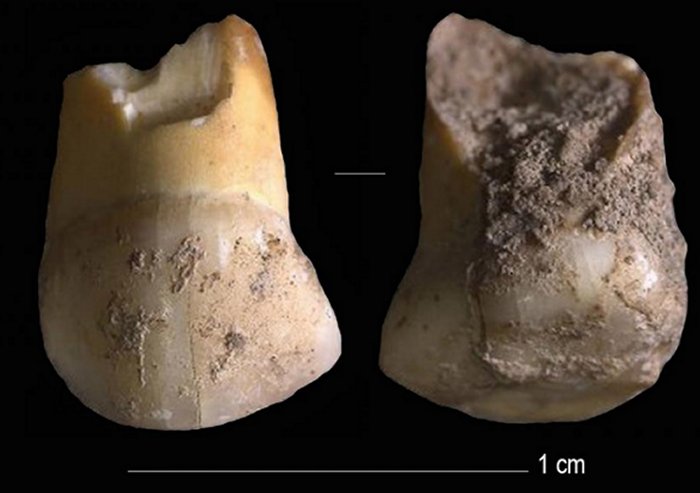 An upper canine milk-tooth that belonged to a Neanderthal child, aged 11 or 12, that lived between 48,000 and 45,000 years ago. CREDIT Journal of Human Evolution