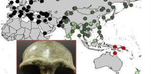 In humans today, concentrations of Denisovan DNA is highest in Australia and Papua New Guinea (red), but the new study found higher-than-expected levels in South Asia (light green).