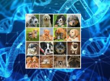 DNA Sheds Light On Ancient History Of Dogs All The Way To The Ice Age