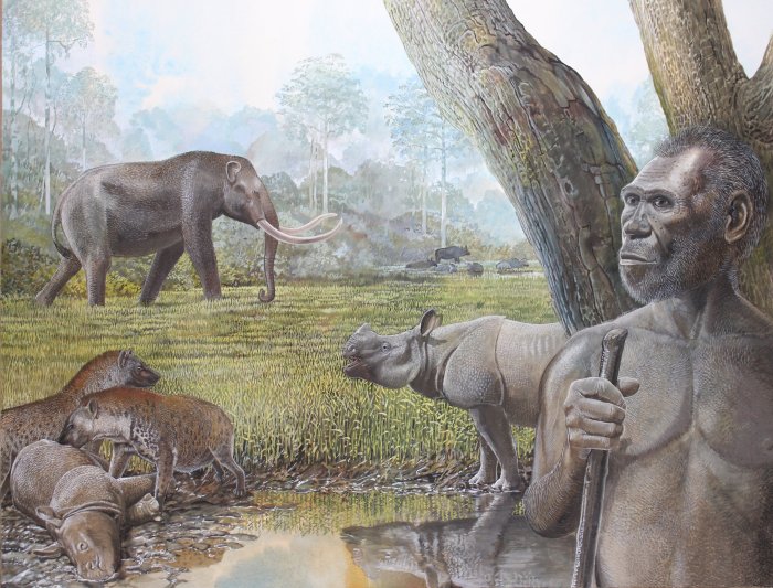 Artist's reconstruction of a savannah in Middle Pleistocene Southeast Asia. In the foreground Homo erectus, stegodon, hyenas, and Asian rhinos are depicted. Water buffalo can be seen at the edge of a riparian forest in the background Credit: Peter Schouten