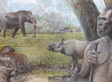 Artist's reconstruction of a savannah in Middle Pleistocene Southeast Asia. In the foreground Homo erectus, stegodon, hyenas, and Asian rhinos are depicted. Water buffalo can be seen at the edge of a riparian forest in the background Credit: Peter Schouten