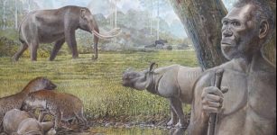 Artist's reconstruction of a savannah in Middle Pleistocene Southeast Asia. In the foreground Homo erectus, stegodon, hyenas, and Asian rhinos are depicted. Water buffalo can be seen at the edge of a riparian forest in the background Credit: Peter Schouten