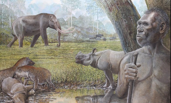 Artist's reconstruction of a savannah in Middle Pleistocene Southeast Asia. In the foreground Homo erectus, stegodon, hyenas, and Asian rhinos are depicted. Water buffalo can be seen at the edge of a riparian forest in the background Credit: Peter Schouten