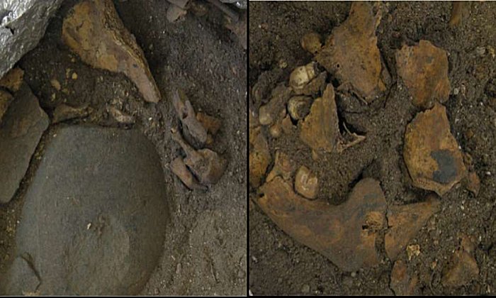 Left: Detail of the cobble located below the fragmented cranial vault. Three fragmented ribs and the right clavicle west of the axis. Credit: Ms Tahlia Stewart, ANU Right: Fragmented mandible and cranial vault. The temporo-mandibular joint appears articulated. Credit: Ms Tahlia Stewart, ANU