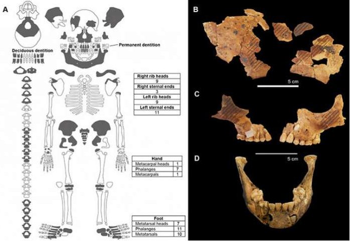 Skeletal elements in dark grey documented from burial (l) and (r) reconstruction of sub-adult frontal bone. Diagonal lines indicate location of ochre pigmentation. Credit: Dr Sofia Samper Carro, ANU