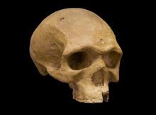 Unusual 260,000-Year-Old Modern-Shaped Florisbad Skull Challenges The Theory Of Evolution