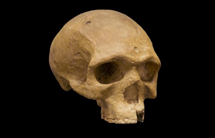 Unusual 260,000-Year-Old Modern-Shaped Florisbad Skull Challenges The Theory Of Evolution