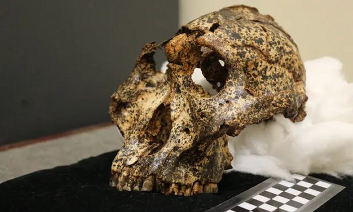 Fossil Of Extinct Human Species Shows Climate Change Contributed To Evolution And Anatomical Changes 2 Million Years Ago