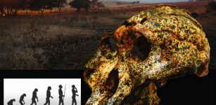 Fossil Of Extinct Human Species Shows Climate Change Contributed To Evolution And Anatomical Changes 2 Million Years Ago