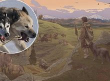 Early settlers in the Americas were accompanied by their dogs. Credit: Ettore Mazza
