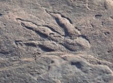 220.millione-year-old dinosaur imprint found in Wales