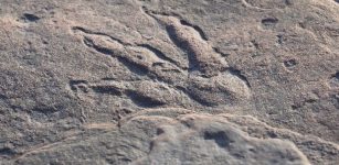 220.millione-year-old dinosaur imprint found in Wales
