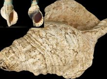 18,000-Year-Old Seashell Instrument Used By Magdalenian People