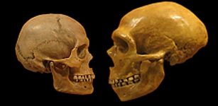 A human skull on the left, versus a Neanderthal skull on the right. Photo: Wiki Commons.