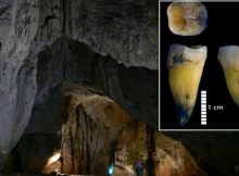 Bacho Kiro Cave: Genomes Of The Earliest Europeans - Sequenced