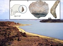 Highly Debated Early Homo erectus Skull - Age And Origin Now Verified